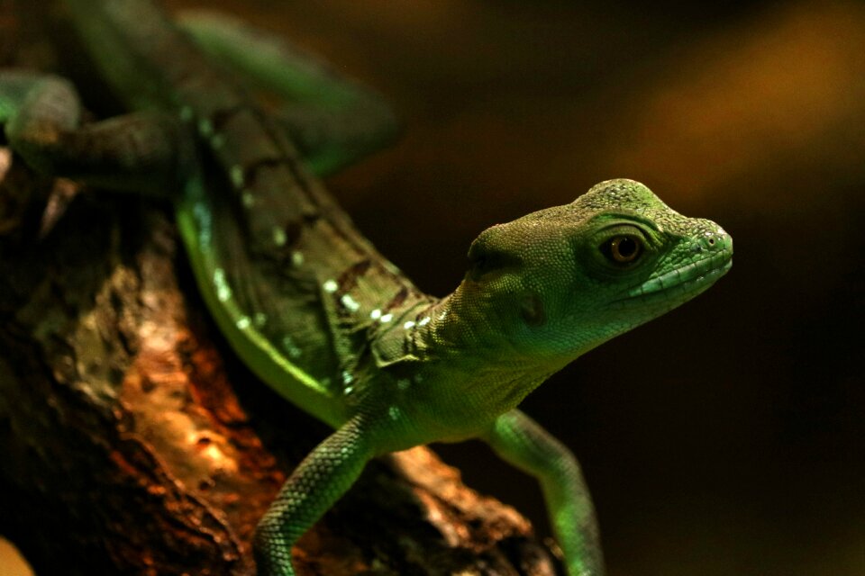 Lizard reptile terrarium