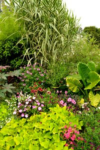 Bush flora bloom
