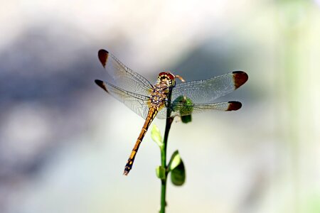 Dragonfly landscape park photo