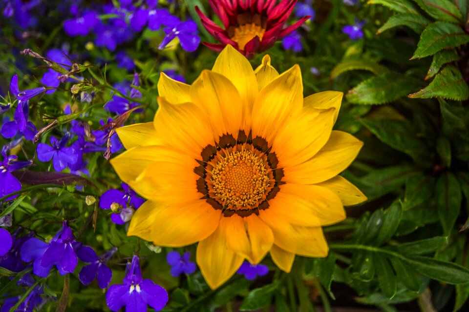 Colorful flowers nature garden