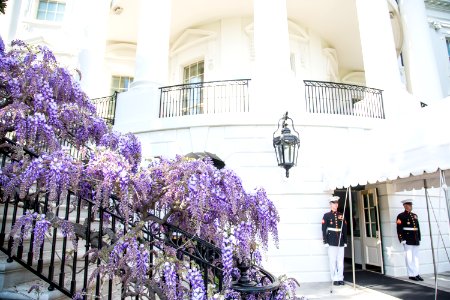 White House 