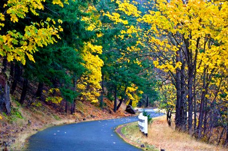 International Day of Forests photo