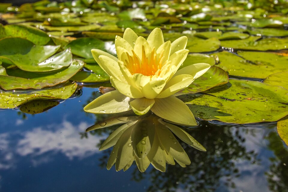 Flora water flower plants