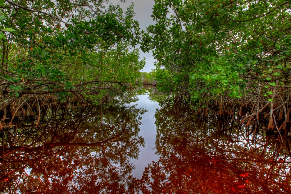 Everglades 