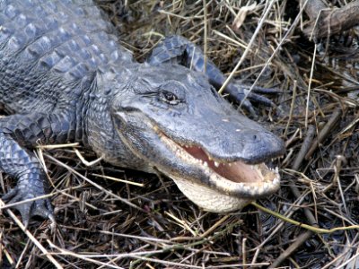 Everglades National Park photo