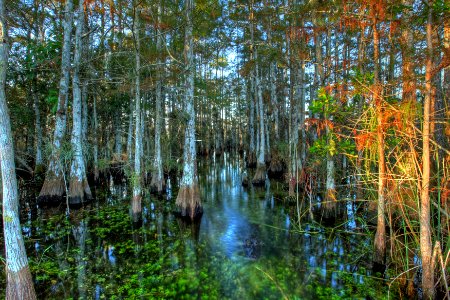 Everglades National Park photo
