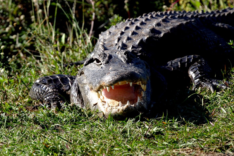 Everglades National Park photo