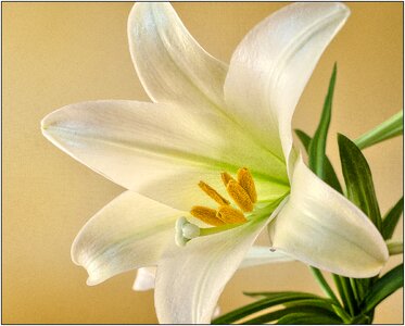 Spring plant bloom