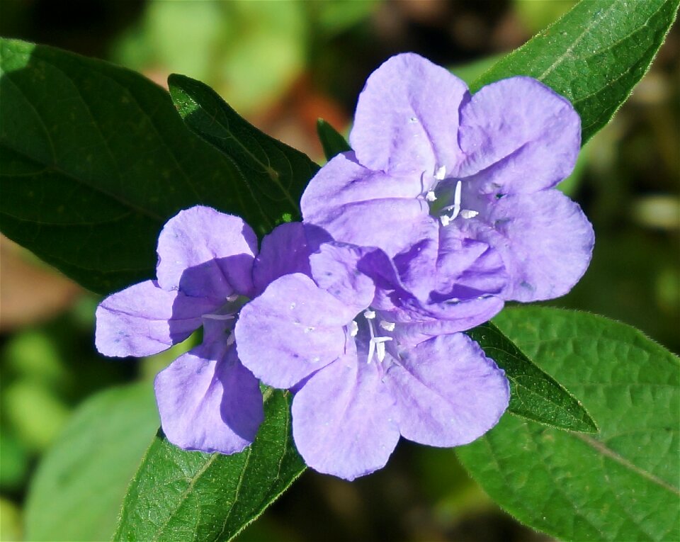 Nature flower blossom