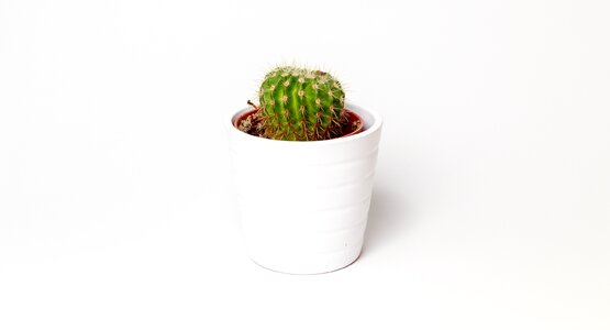 Plant pot white photo