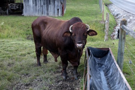 Bull at drinking trough - rural Morgan County, Indiana photo