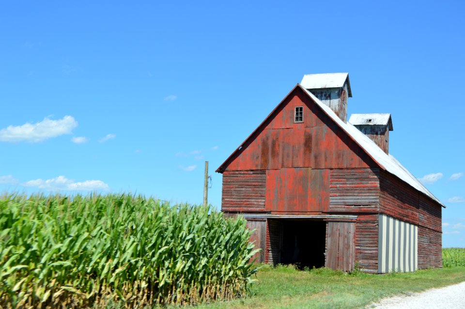 Cornfield and barn - Pine Township, Indiana 
