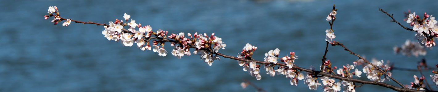 Blossom branch 2017 photo
