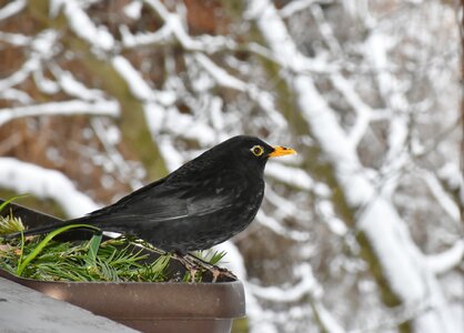 Nature animal plumage photo