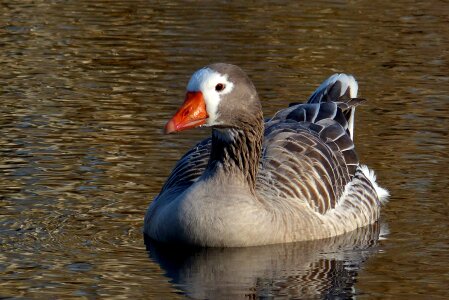 Waterfowl wildlife water photo