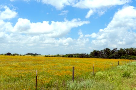 Wildflower field photo