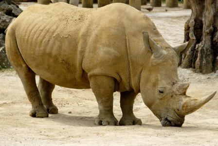 African rhinoceros photo