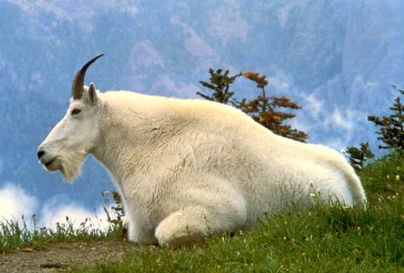 National Wilderness Month_Mountain Goat photo