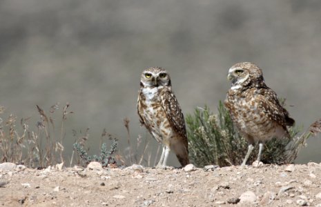 Burrowing Owls photo