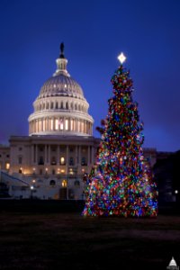 Capitol Christmas tree 2016 photo