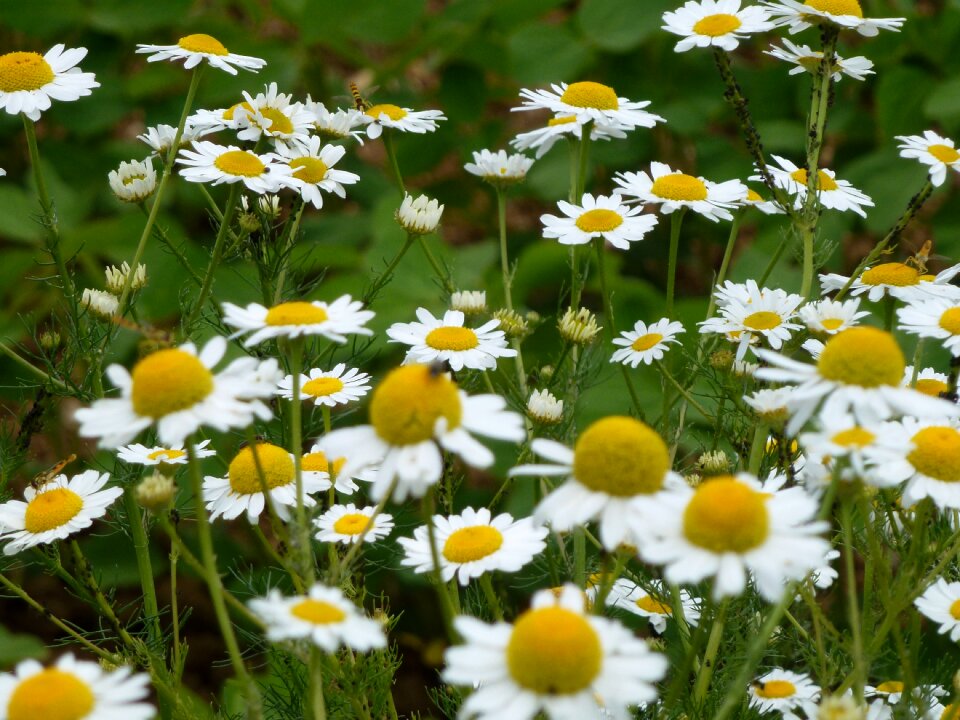Summer nature flora