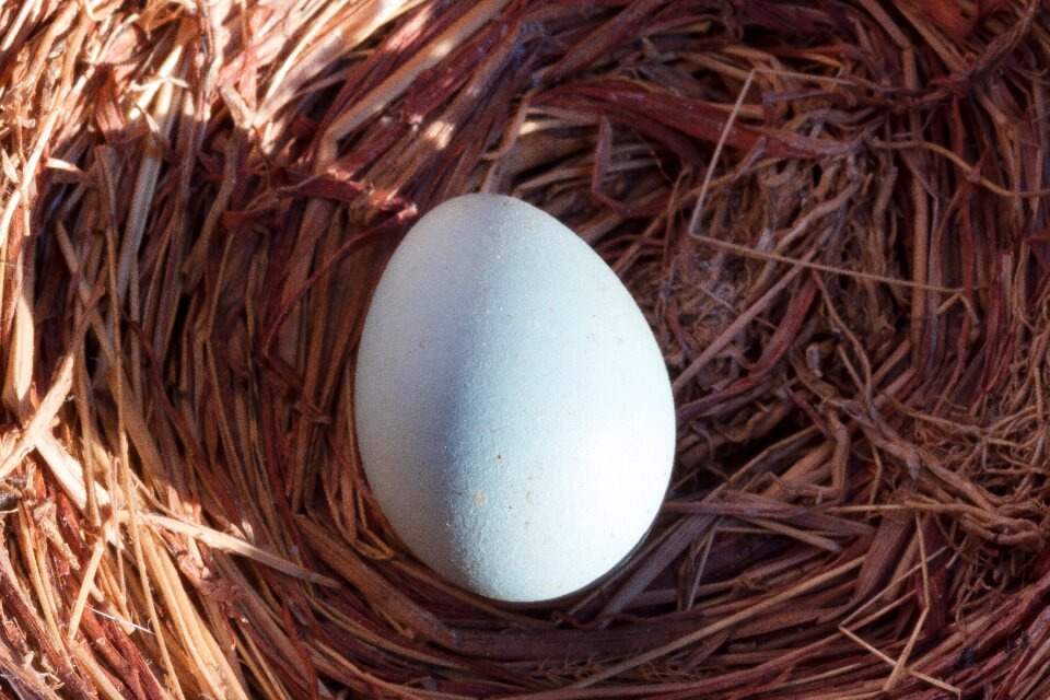 Blackbird spring easter