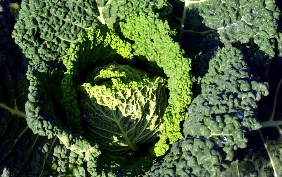 Cook eat green food