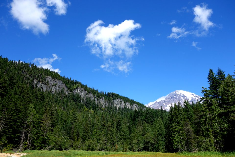 Longmire Meadow 