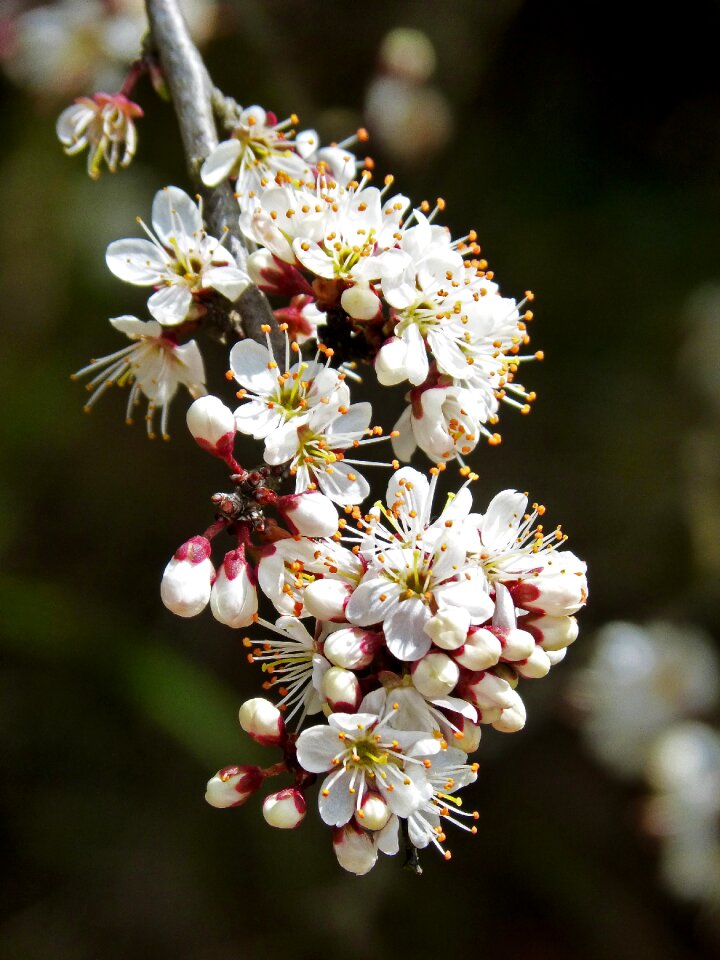 Tree pistils detail