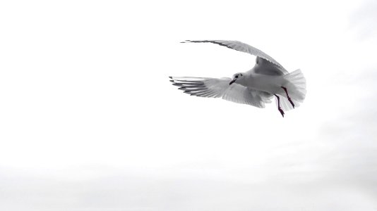 Gull bird flying, Italy 