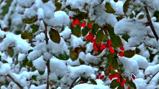Nature red berries frost photo