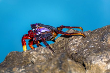 Atlantic rock crab photo
