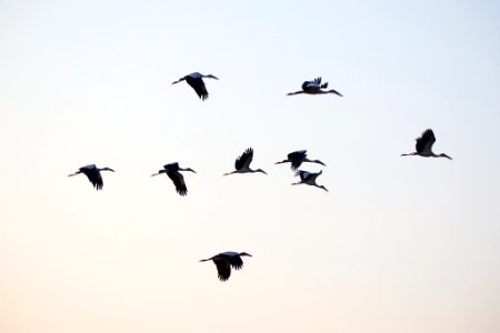 Birds flying in air photo
