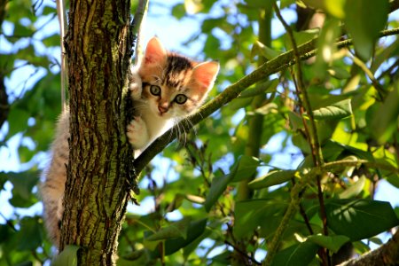 Cute kitten on tree photo