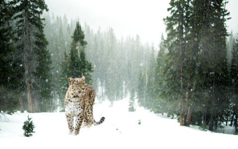 Persian leopard in snow photo