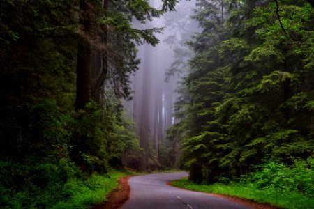 Redwood national park, California 