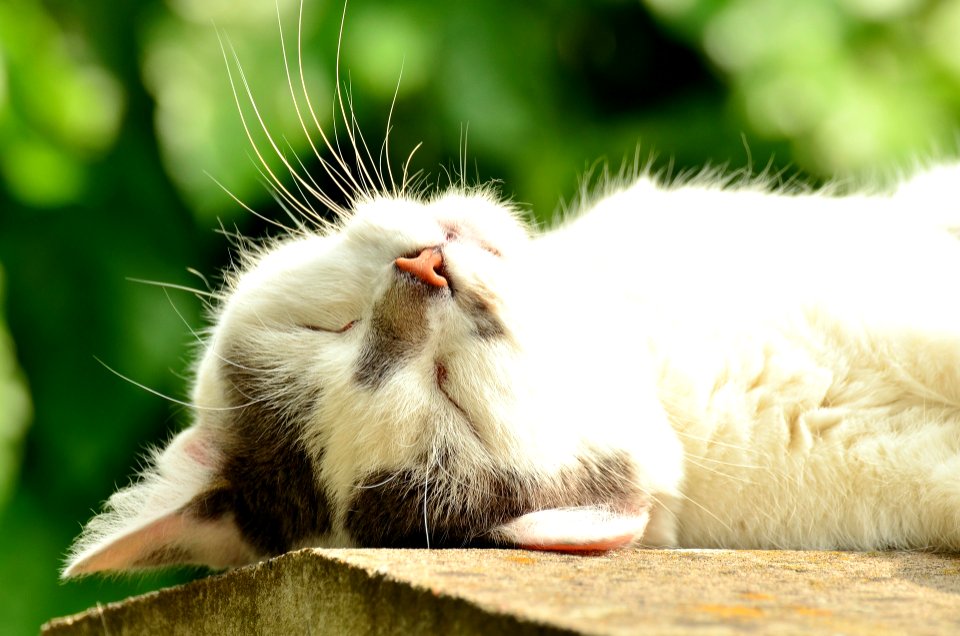 White cat sleeping 