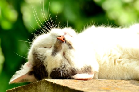 White cat sleeping photo