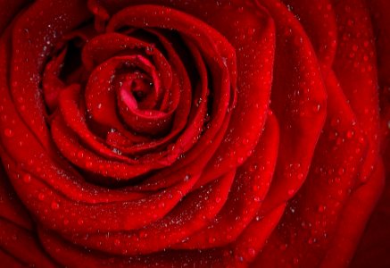 Dew on Red rose 