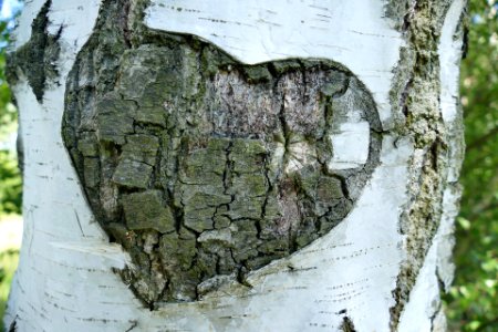 Heart bark on tree photo
