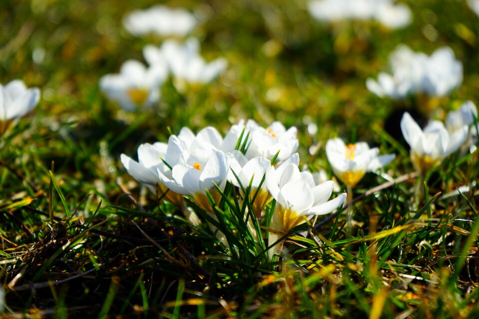 Flowers white close up
