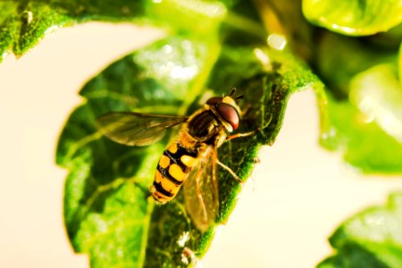 Hoverfly on leaf photo