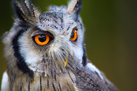 Yellow eyes owl photo