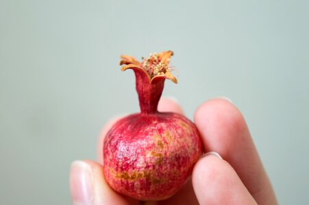 Punica granatum var nana dwarf pomegranate fruit
