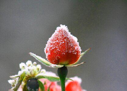 Red slovenia nature photo