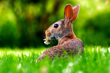 Rabbit Eating photo