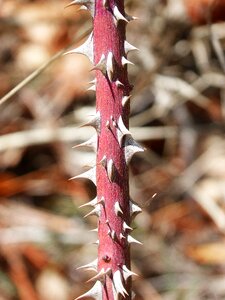 Rosebush thorny branch skewers