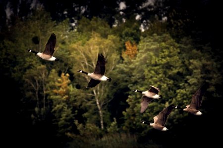 Geese flying photo