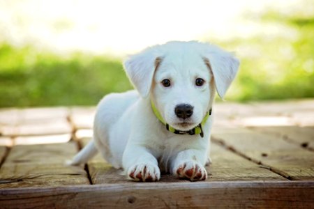 Cute white puppy photo