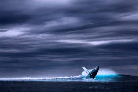 Whale in sea 